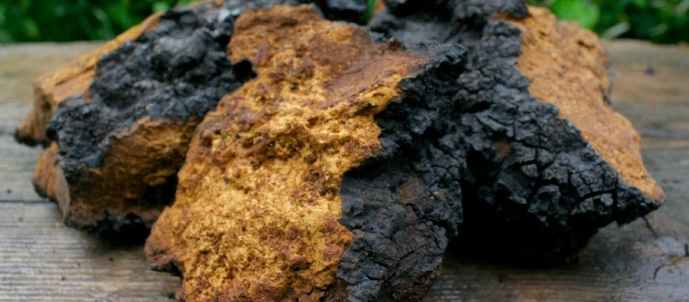 Chaga: Το θαυματουργό μανιτάρι από τη Σιβηρία - Το hot trend του 2020!